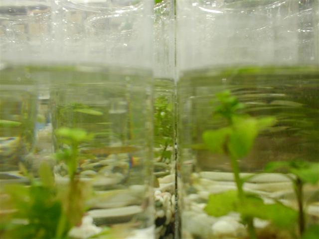 Plants in glass